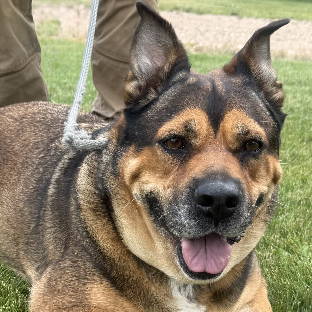 Adoptable Dog Peggy