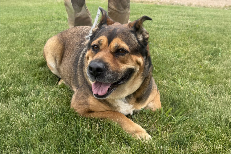 Adoptable Dog Peggy