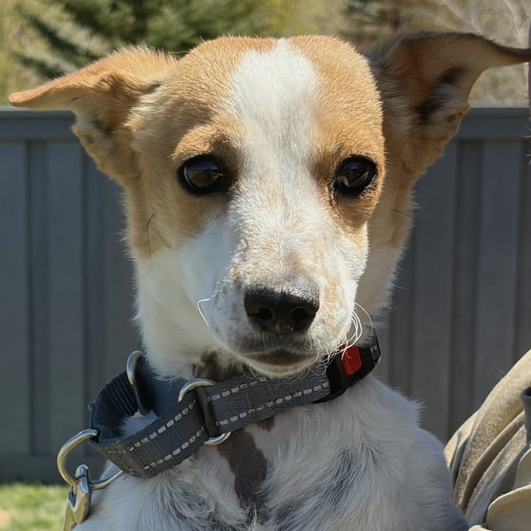 Adoptable Dog David
