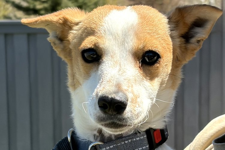 Adoptable Dog David