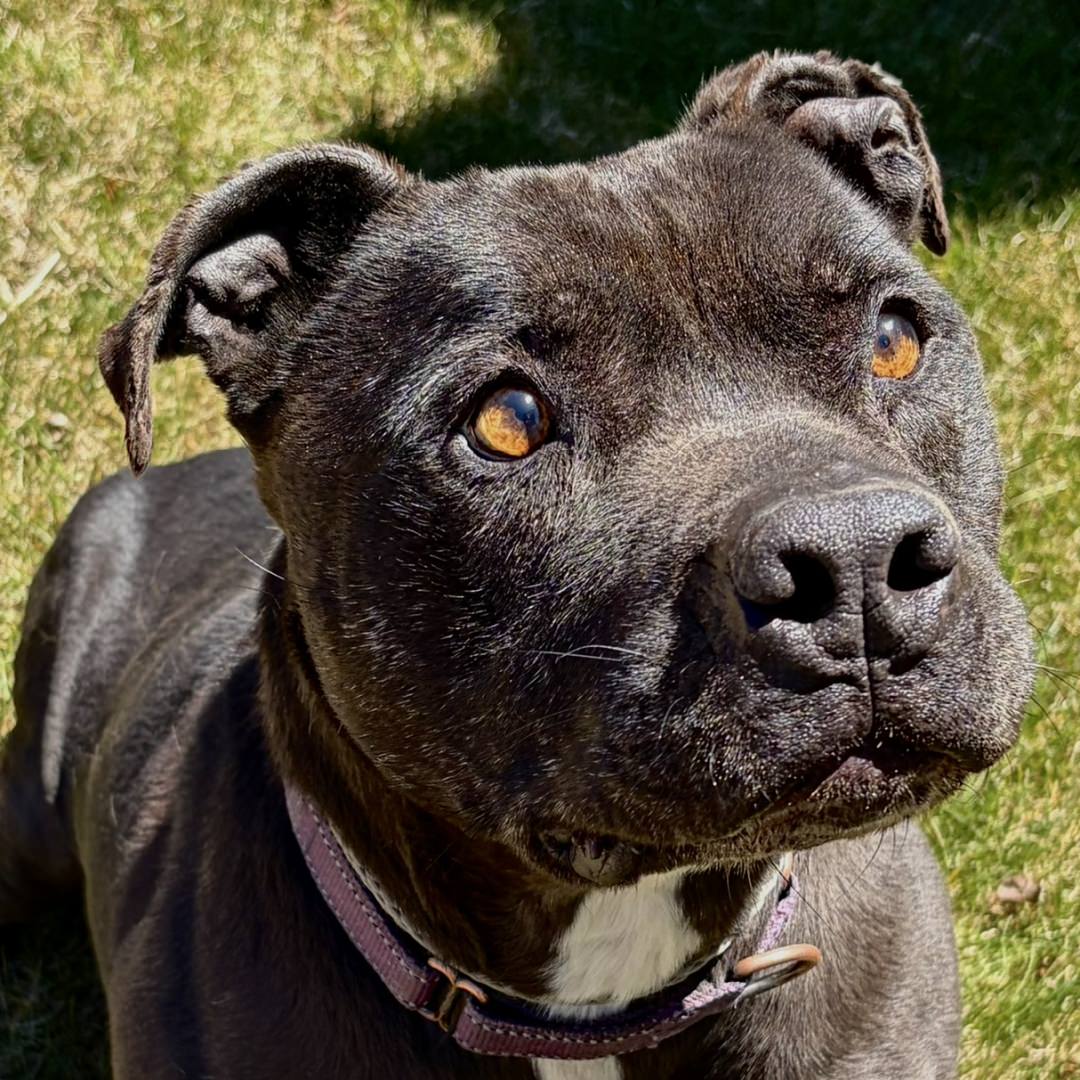 Adoptable Dog Earl