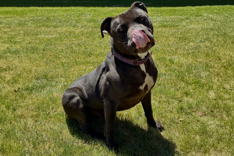 Adoptable Dog Earl