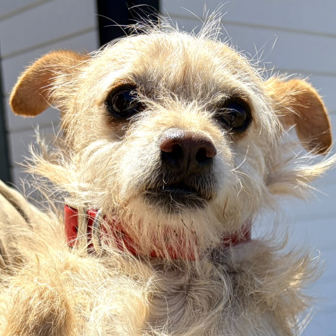 Adoptable Dog Knick Knack