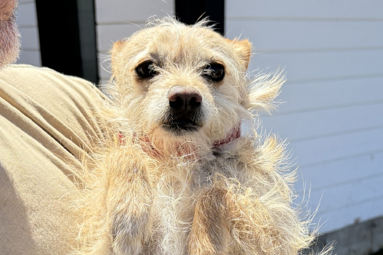 Adoptable Dog Knick Knack