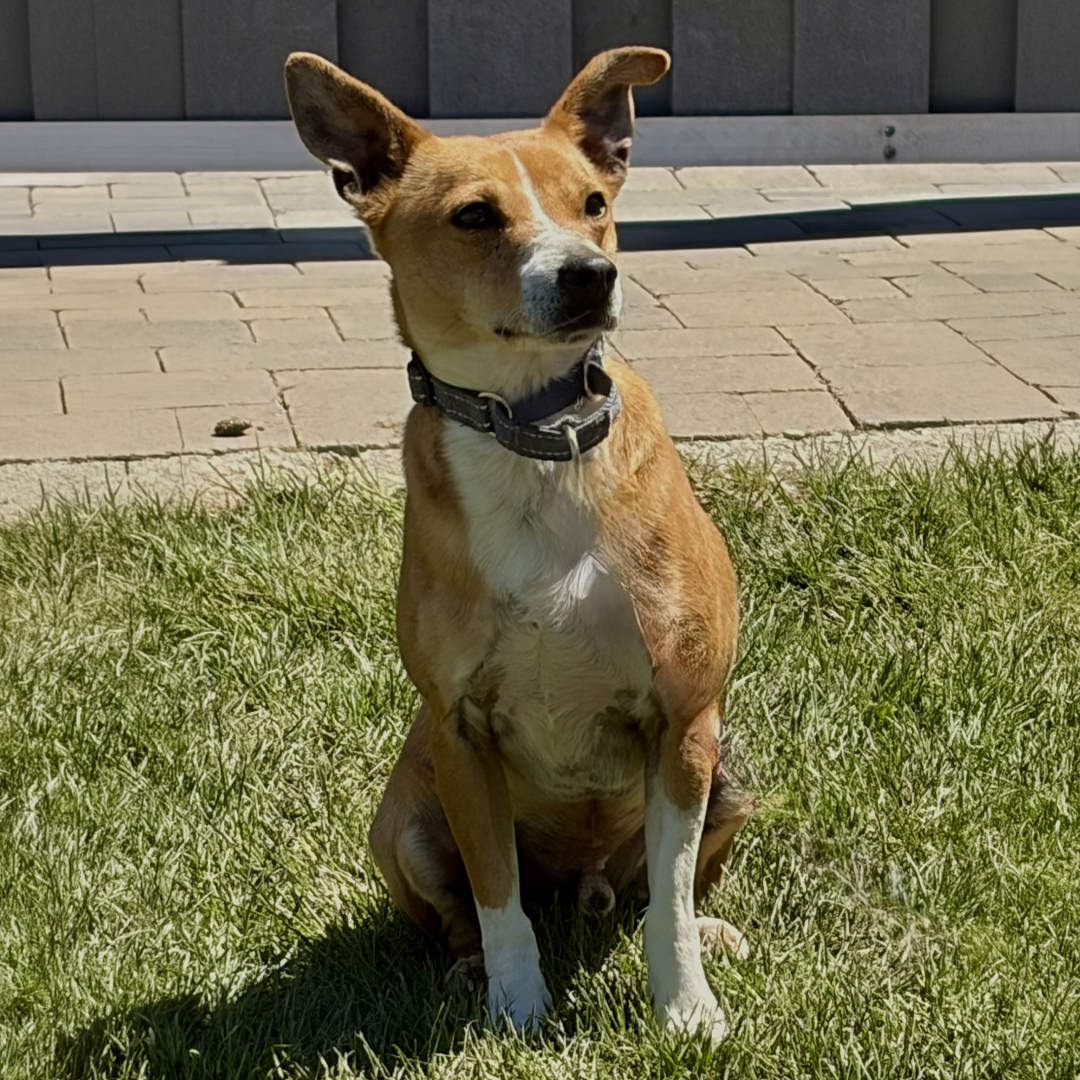 Adoptable Dog Mike