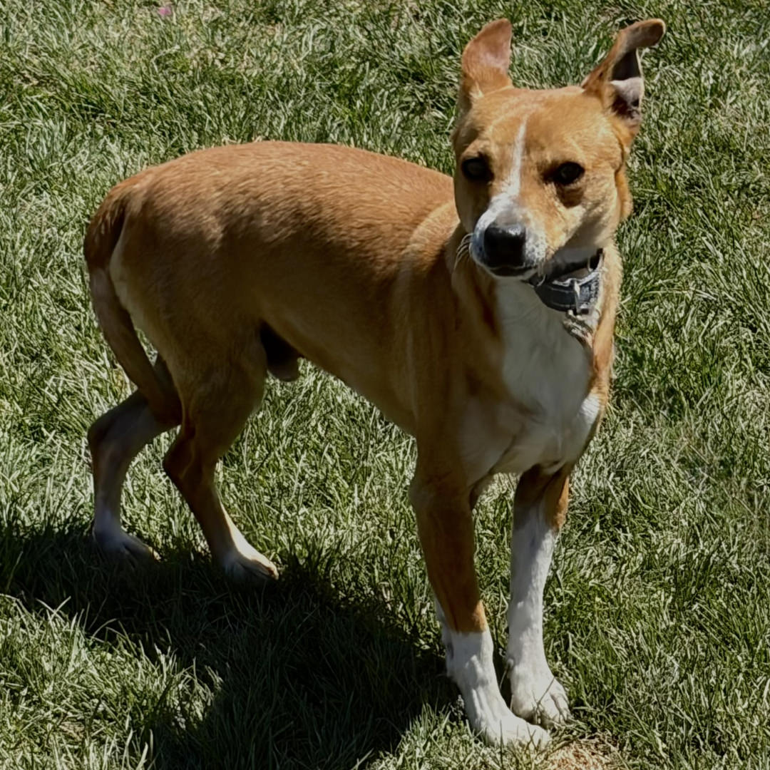 Adoptable Dog Mike