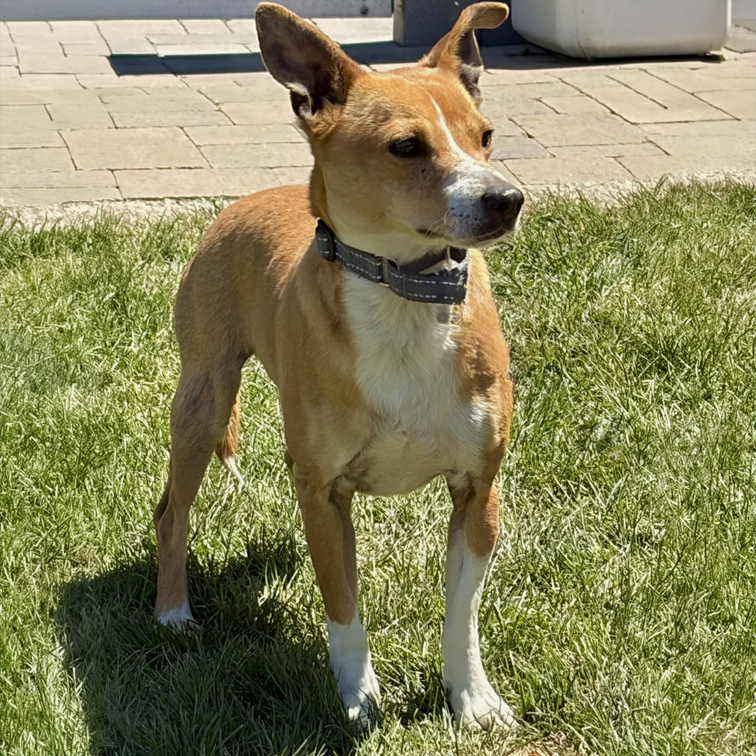 Adoptable Dog Mike