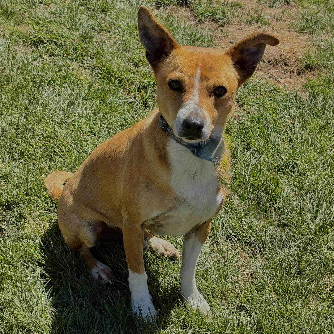Adoptable Dog Mike
