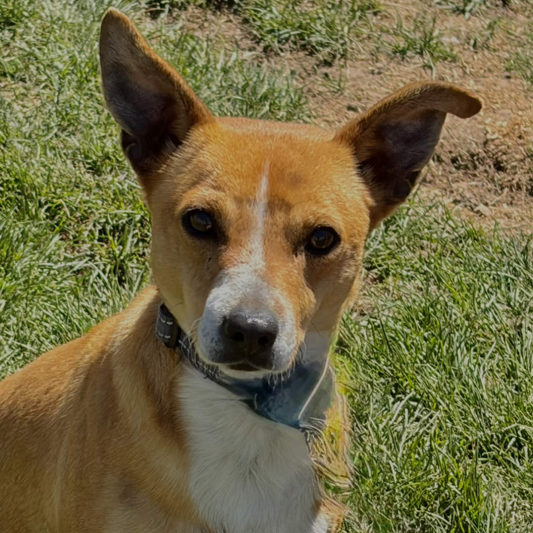 Adoptable Dog Mike
