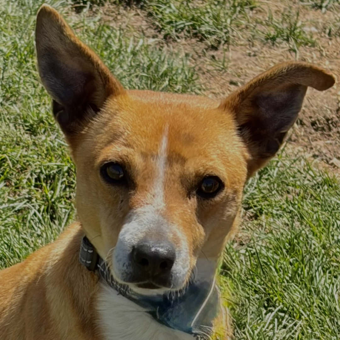 Adoptable Dog Mike