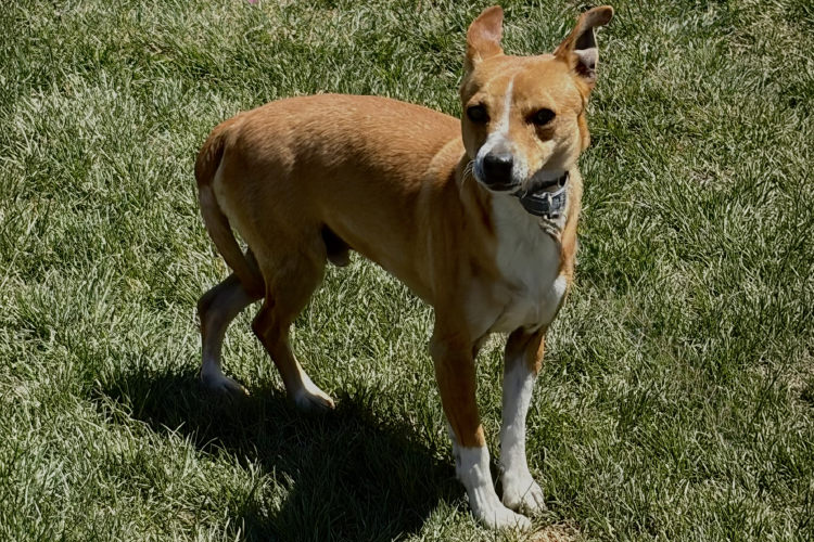 Adoptable Dog Mike
