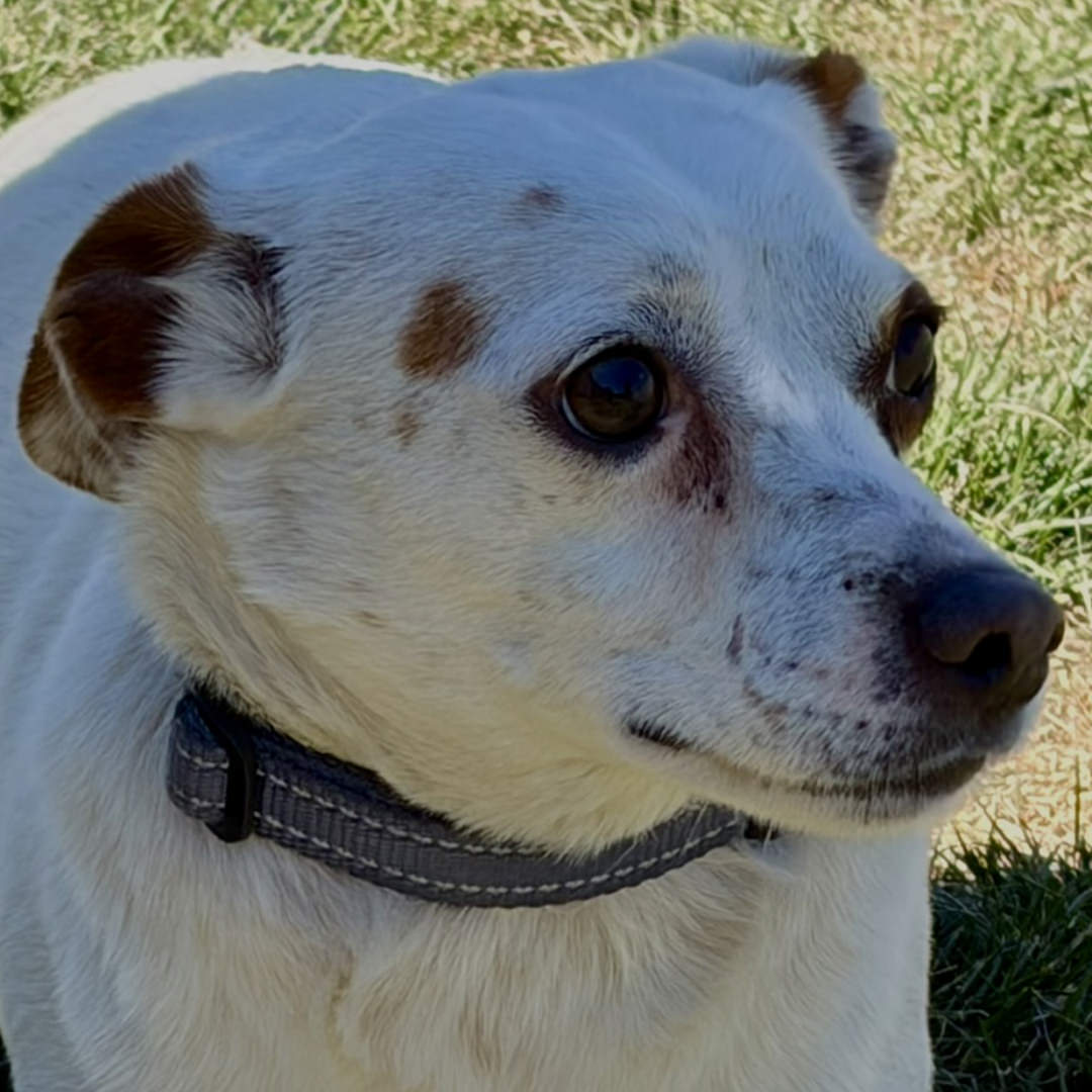 Adoptable Dog Milo