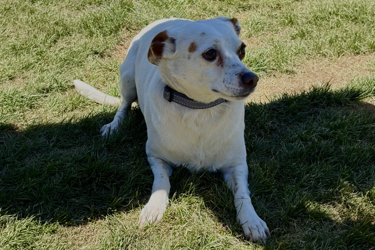 Adoptable Dog Milo